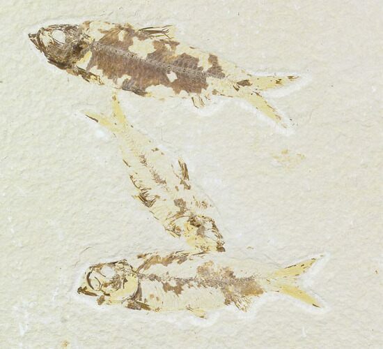 Three Knightia Fossil Fish - Wyoming #108669